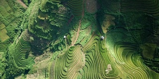 梯田在丘陵或山区耕作，通常在东部，南部和东南亚耕作