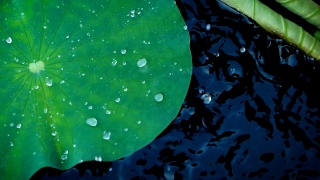 贴近大自然鲜绿的荷叶上的雨滴，慢动作的雨点落在疏水的叶子上视频素材模板下载