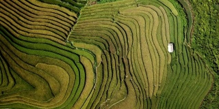 梯田在丘陵或山区耕作，通常在东部，南部和东南亚耕作