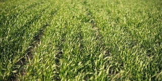 小的绿色小麦在地里生长