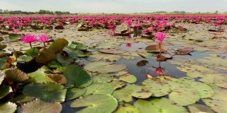 莲属植物花湖