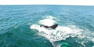 鲸鱼出来用它巨大的尾部无人机泼水