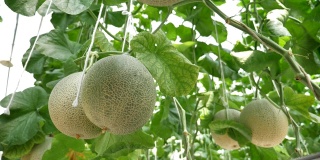 瓜生长在温室农场的特写