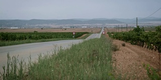 荒芜的道路和葡萄园