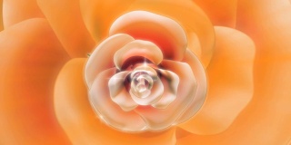 玫瑰花的特写，抽象的背景