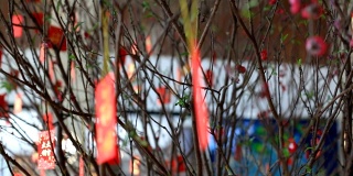 春节时，红包挂在树上