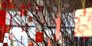 春节时，红包挂在树上