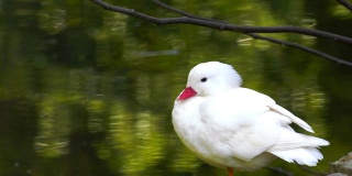白色婴儿动物鸭子和湖