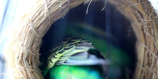 虎皮鹦鹉在鸟笼里玩耍