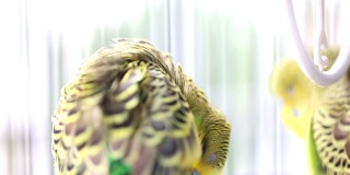 虎皮鹦鹉在鸟笼里梳理羽毛