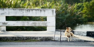 棕色的狗躺在桥和柏油路上。