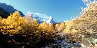亚丁自然保护区，秋天，仙乃日神山的淘金松林
