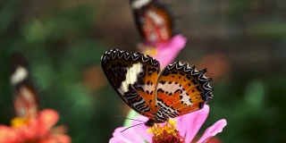 蝴蝶坐在花上吸着蜜露。慢动作特写镜头