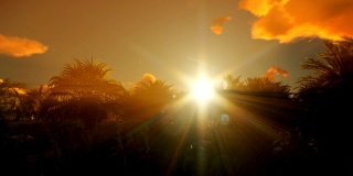 美丽的云彩和日出在棕榈树森林