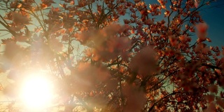 美丽的木兰树，落花，映衬着夕阳