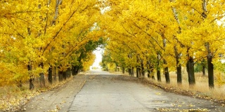 秋日黄树冠下空路