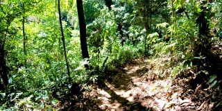 在雨林徒步旅行。