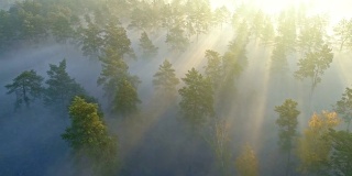 温暖的阳光透过松树的航拍在春天的森林日出。4 k, UHD