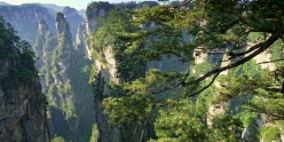 全景拍摄的垂直悬崖在武陵源在张家界，湖南，中国。前景中有球果的松树。春天夏天晴天。无人机。4 k, UHD