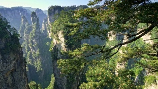 全景拍摄的垂直悬崖在武陵源在张家界，湖南，中国。前景中有球果的松树。春天夏天晴天。无人机。4 k, UHD视频素材模板下载
