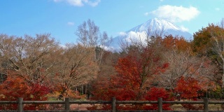 美丽的富士山与枫树在秋天的日本