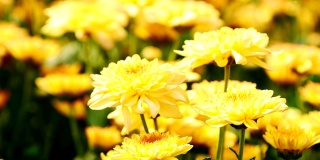 花园里有黄色的菊花。