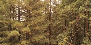从地面上升到树顶。美国西海岸加利福尼亚北部的红杉林