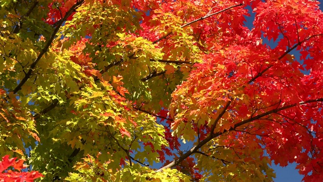 五彩缤纷的秋天季节，森林里的树叶从树上落下