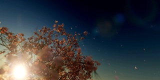 美丽的玉兰花树，落花，映衬着夕阳，4K