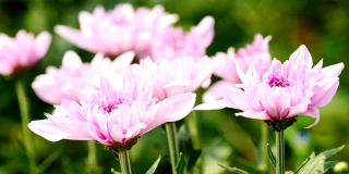 花园里有粉红色的菊花。