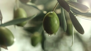橄榄油从橄榄上滴下来视频素材模板下载
