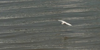 阳光明媚的黄浦江上，小白鹭飞过黄浦江，小鸟滑翔水面，降落在江边，高速电影，慢镜头，4K视频。