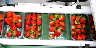 带有草莓包装自动化生产线的水果农场。