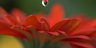 慢动作特写镜头的水晶清晰的水滴落在花瓣的一个红色菊非洲菊