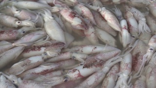 海鲜市场上新鲜的冰镇鱿鱼群视频素材模板下载