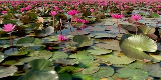 荷花睡莲湖