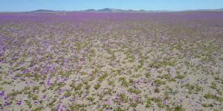 一架无人机坠毁在紫色的花坛，包括无人机事故的航拍镜头。阿塔卡马沙漠不时下雨，成千上万的花在沙漠中生长