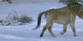 普氏野马在雪中奔跑