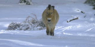 普氏野马在雪地里奔跑