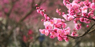 春花系列:桃李迎风绽放，放大视频，近距离观看，4K电影，慢动作。