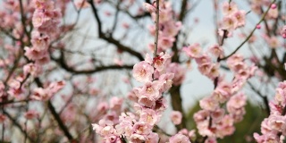 春花系列:微风中梅花朵朵，缩小视频，近景，4K电影，慢动作。