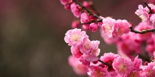 春花系列:微风中梅花朵朵，近景，4K电影，慢镜头。