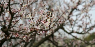 《春之花》系列:微风中梅花朵朵，蜜蜂在上面采蜜，放大视频，近距离观看，4K电影，慢镜头。