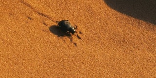 撒哈拉沙漠沙丘旁的甲虫