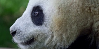 成年熊猫吃竹子。4 k, UHD