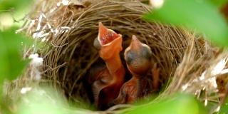 SLO MO饥饿的小鸟在巢里。