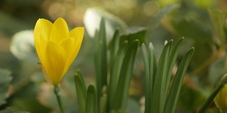 黄番红花黄花黄花秋冬水仙4K