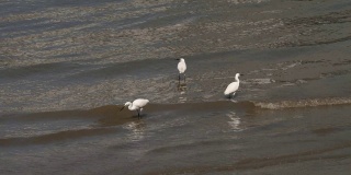 阳光明媚的日子里，小白鹭在黄浦江边觅食，慢镜头，4K视频。