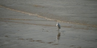 苍鹭站在黄浦江边，阳光明媚，慢镜头，4K视频。