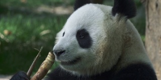 大熊猫吃竹子。4 k, UHD